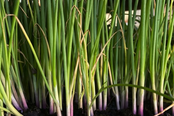 Kraken 16 onion